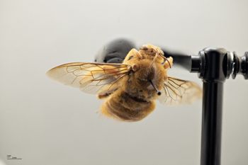Media type: image;   Entomology 810651 Aspect: habitus dorsal view